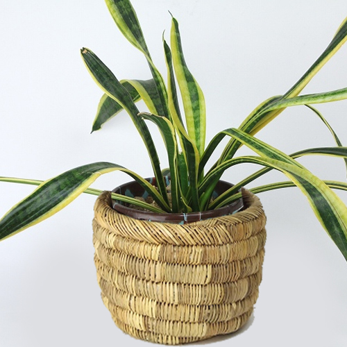 モロッコバスケット ボウル S 無地