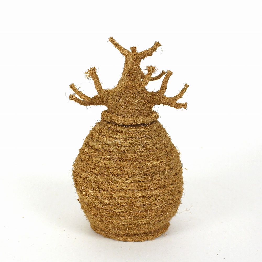 ベチバー バオバブポット 中