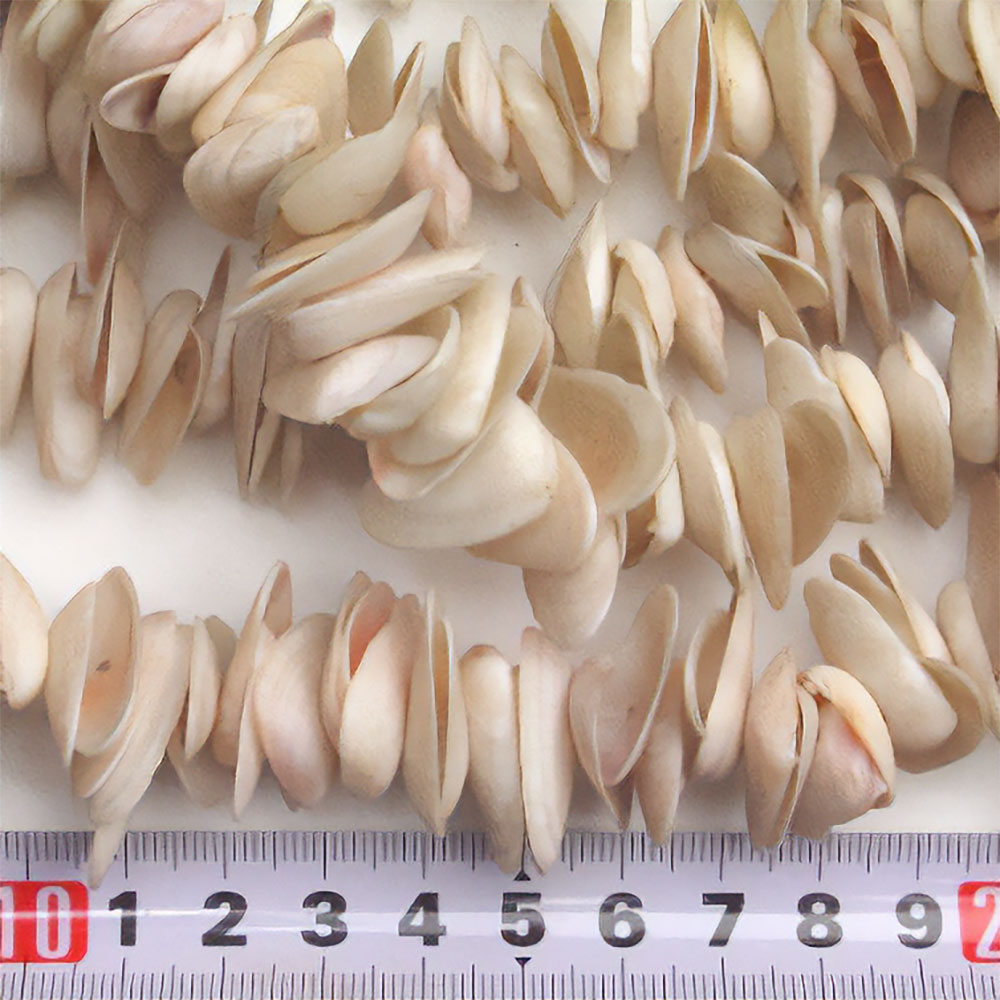 貝ガラビーズ 一連(旧S5202B)