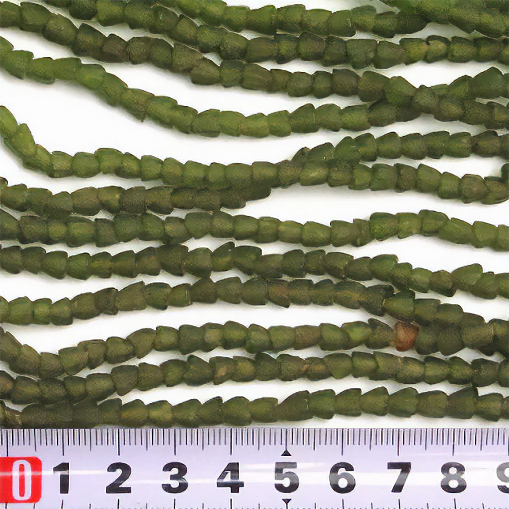 ドッツイ(一連)