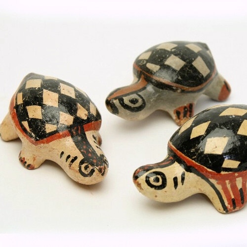 セジュナン カメ 小